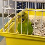 Profile Picture of Mackenzie Mallow🦜 (@kenzie.fricken.mallow) on Instagram