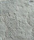 Profile Picture of Kimberichnuson Wikipedia