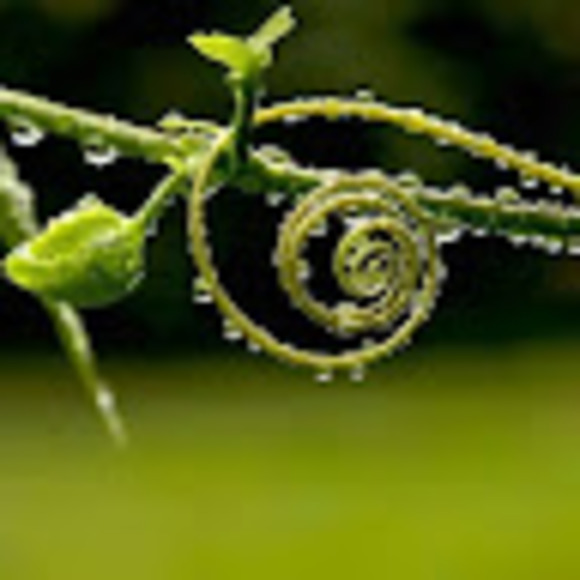 Profile Picture of Nina Rennie (@graveyardstew) on Poshmark