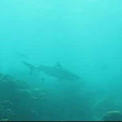 Profile Picture of Rohanjcleary (@rohanjcleary) on Youtube