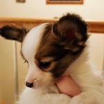 Profile Picture of Miss Maizie Fae (@maizie.fae.the.papillon) on Instagram