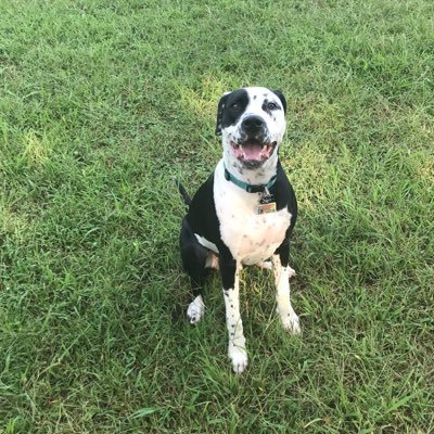 Profile Picture of Mike Campanaro (@CampanaroMike) on Twitter