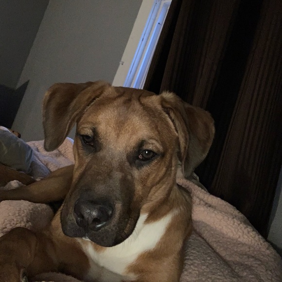 Profile Picture of Janessa Pauwels (@janessapauwels) on Poshmark