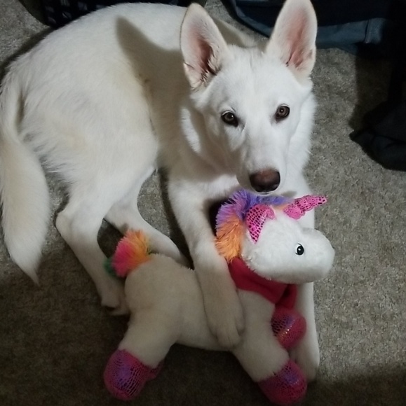 Profile Picture of Shannon Chulufas (@schulufas) on Poshmark