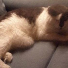 Profile Picture of George wright (@mycatkid2009) on Pinterest