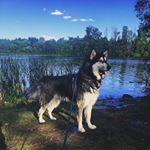 Profile Picture of Theo Alexander Delaney (@therealalaskantheo) on Instagram