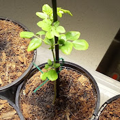 Profile Picture of Paul Ung (@paulung1034) on Youtube