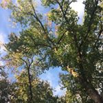 Oliver_Maxwell - Instagram Profile Picture of Oliver_Maxwell (@olivermaxiee) on Instagram