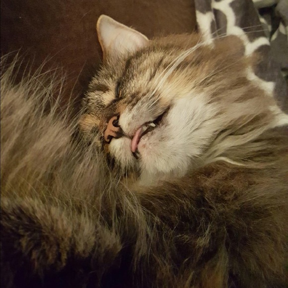 Profile Picture of Jorden Stopiak (@jordenstopiak) on Poshmark