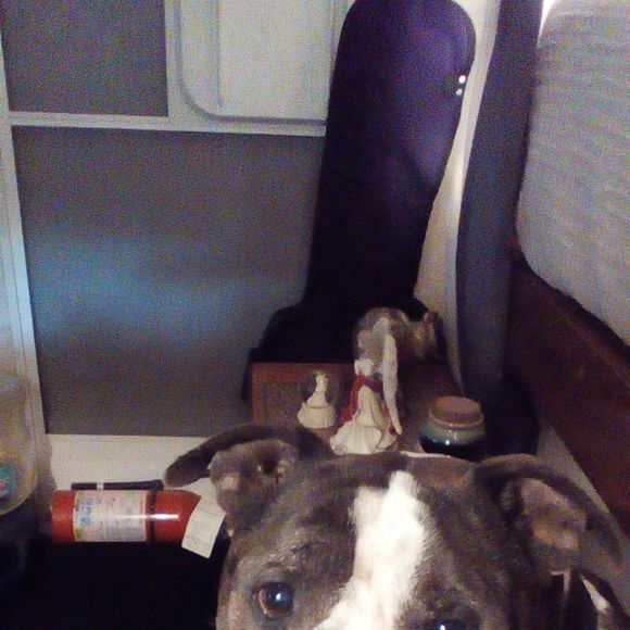 Profile Picture of Jerry Allen (@shovelriding1) on Poshmark