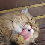 Profile Picture of John Tabone (@pocci1987) on Instagram