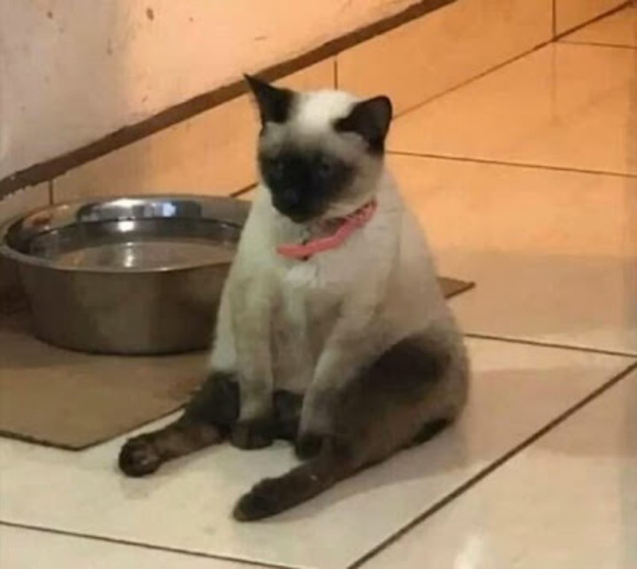 Profile Picture of Ferenc Sereny (@ferencpipoo) on Poshmark