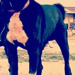 Profile Picture of moghbel. (@dog_qoliabad) on Instagram