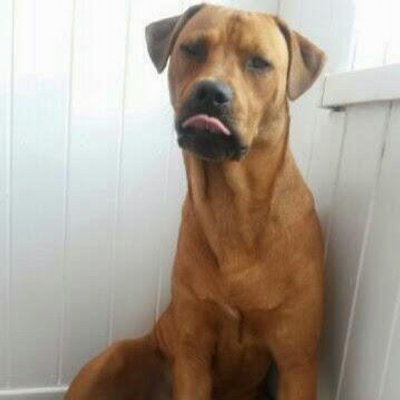 Profile Picture of Dylan Harriman (@Dillbob97) on Twitter