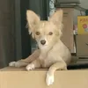 Profile Picture of RobinLucky🐕🦮 (@luckyrobin_2528) on Tiktok