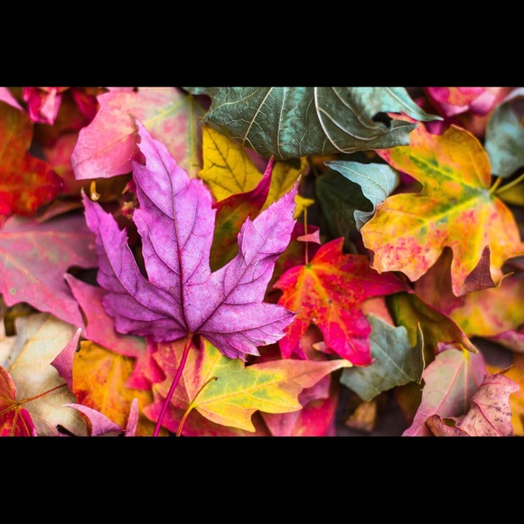 Karyn Entzion - Poshmark Profile Picture of Karyn Entzion (@mnomgirl) on Poshmark