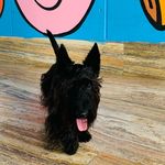 Profile Picture of Kia (@kia.scottishterrier) on Instagram