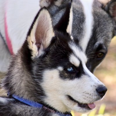 Profile Picture of Phyllis Tsarnas - Valadao (@TsarnasValadao) on Twitter