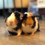 Profile Picture of Yin Yeung 鴛鴦 & Cha Jau 茶走 (@guineapigsrookie) on Instagram