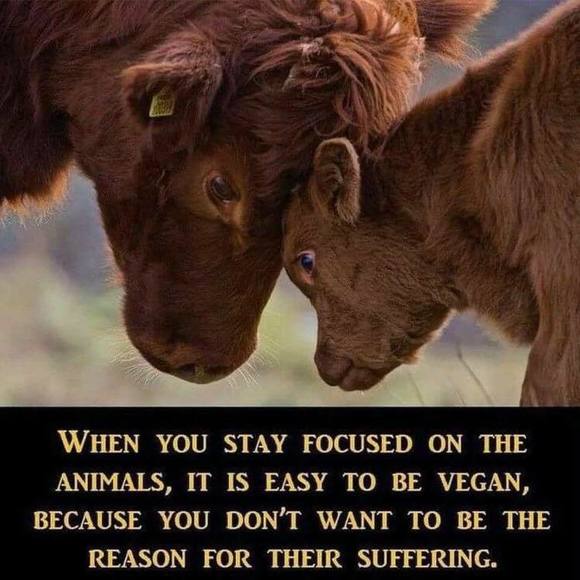 Profile Picture of Laurie Diminico (@witchypoo315) on Poshmark