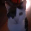 Profile Picture of Alex Spr (@@alexspr1) on Tiktok