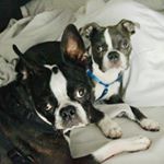 Bruno&Huey - Instagram Profile Picture of Bruno&Huey (@bostonbrooksbros) on Instagram