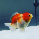 Profile Picture of Larissa Henry (@homesweethomeaquatics) on Instagram