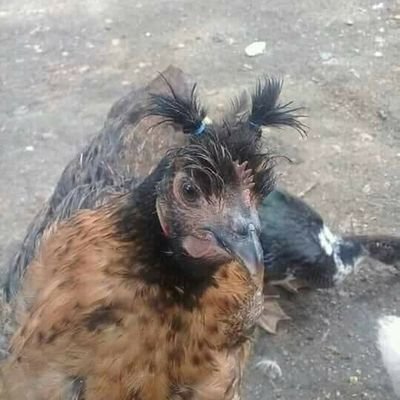 Profile Picture of Lupe Luna (@LupeLun36372272) on Twitter