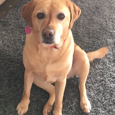 Profile Picture of Stephanie Bennett (@zuma49) on Twitter