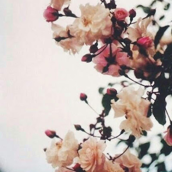 Profile Picture of Chelsea Marcombe (@cmm31205) on Poshmark