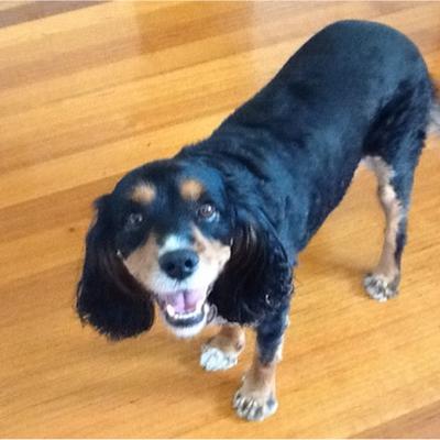 Profile Picture of Anthony Hamill (@Fonzthedog24) on Twitter