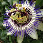 Profile Picture of Botanick | Andrea Fitzpatrick (@botanickbrisbane) on Instagram