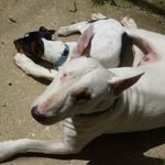 Profile Picture of David Capocci (@capocci.david) on Instagram