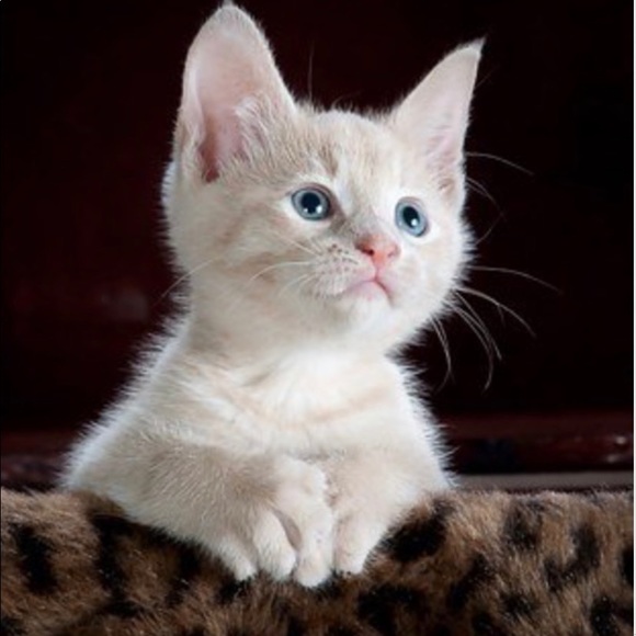 Profile Picture of Nyla Bowers (@nylaaa224) on Poshmark