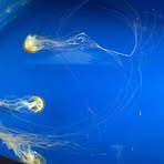 Profile Picture of 白曉瑩 (@白曉瑩) on Facebook