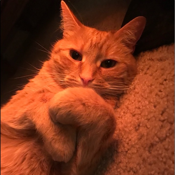 Profile Picture of Aubrey Senkowski (@aubrey668) on Poshmark