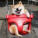 Profile Picture of Lisa Feng (@lfeng0564) on Pinterest