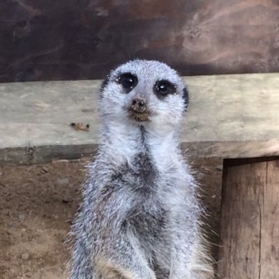 Profile Picture of Joel Langley (@joellangley101) on Twitter