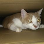 Profile Picture of 4CatsOnOneAccount (@quincymishkajakeeliza) on Instagram