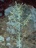 Profile Picture of Borodinia serotinaon Wikipedia