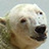 Profile Picture of Nathan Waddell (@homie bear) on Flickr