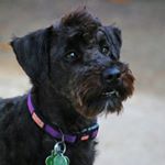 Profile Picture of Jeffery Andrews (@jefftiknees) on Instagram