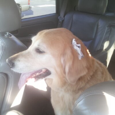 Profile Picture of Erik Hajek (@erikhajek1) on Twitter