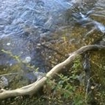 Profile Picture of Nancy Chamorro (@nangracha) on Instagram