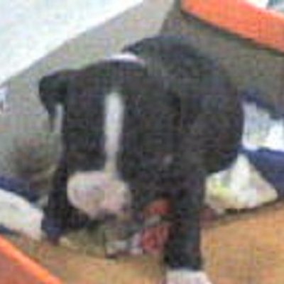 Profile Picture of Juan Saez (@andy45nqn) on Twitter