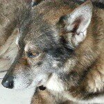 Profile Picture of mark (@mrkostendorf) on Instagram