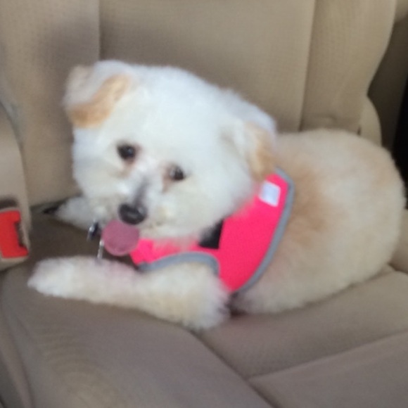 Profile Picture of Patricia Mcentee (@trishmcentee) on Poshmark