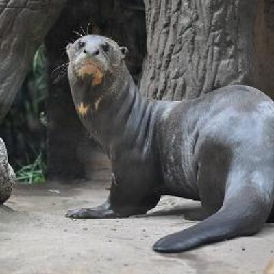 Profile Picture of Julian Salcedo (@juliansalcedo1) on Twitter