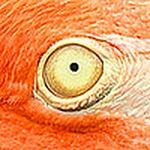 Profile Picture of Fred Versiani (@fredversiani) on Flickr