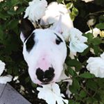Profile Picture of minibull.Gоroshek (@david.svetlana) on Instagram